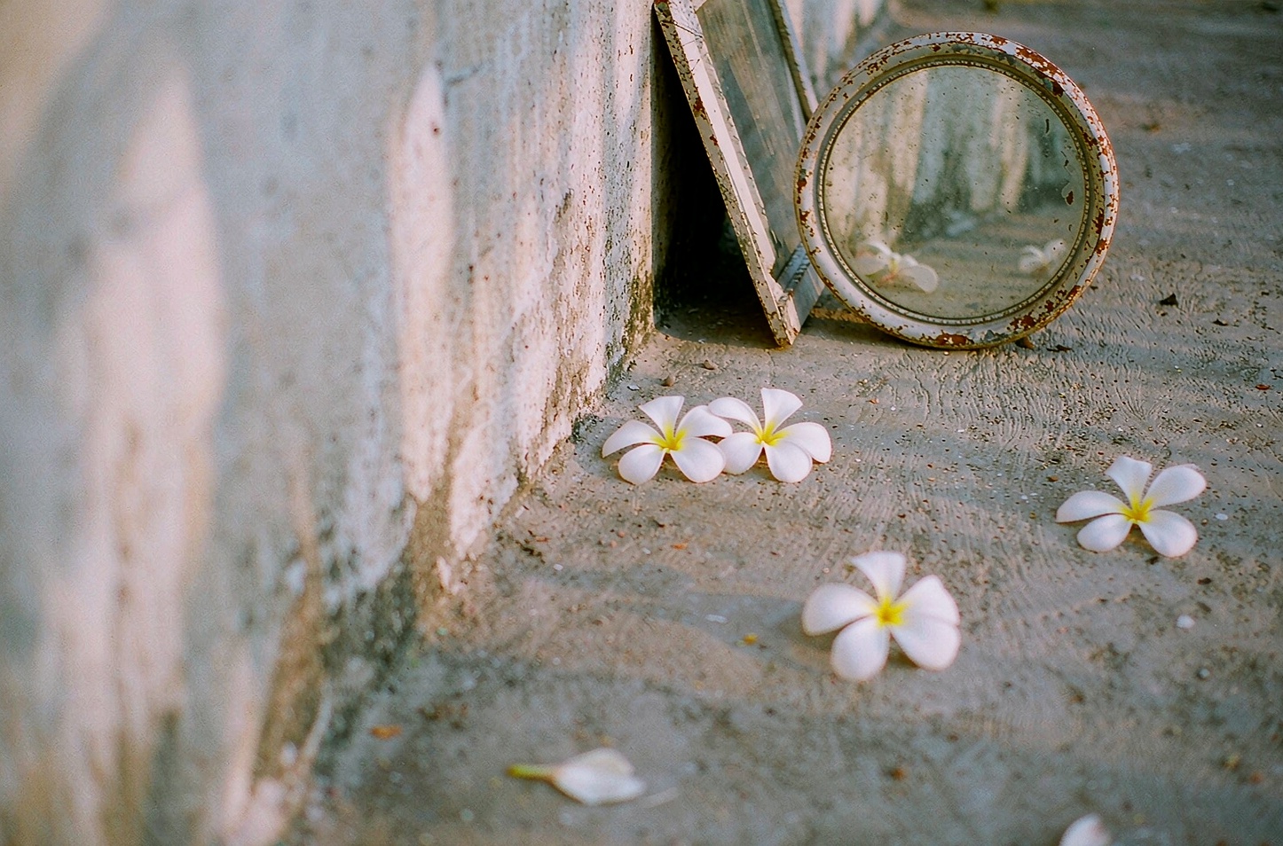 镜中人与枝上花